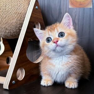 Munchkin kitten (Golden luxury) boy (rug hugger 100%) Ny11 (WCF)2