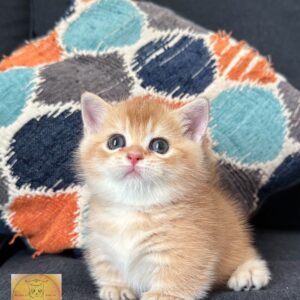 Munchkin boy (rug hugger) shorthair‏‎‏ Luxurious breed