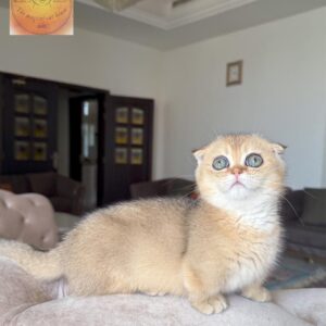 Munchkin boy (rug hugger) shorthair double fold ‏‎‏ Luxurious breed