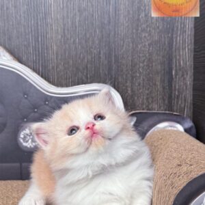 Munchkin boy (rug hugger) long hair WCF Luxurious breed