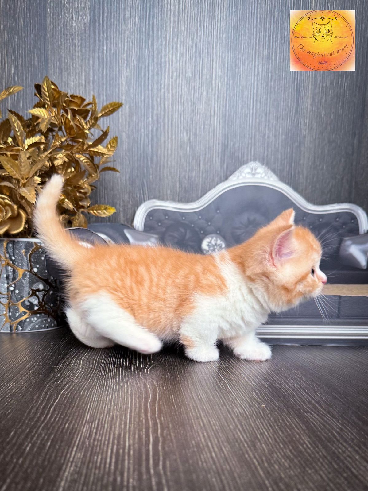 Munchkin chubby boy red bicolour (rug hugger) short hair WCF - Image 2