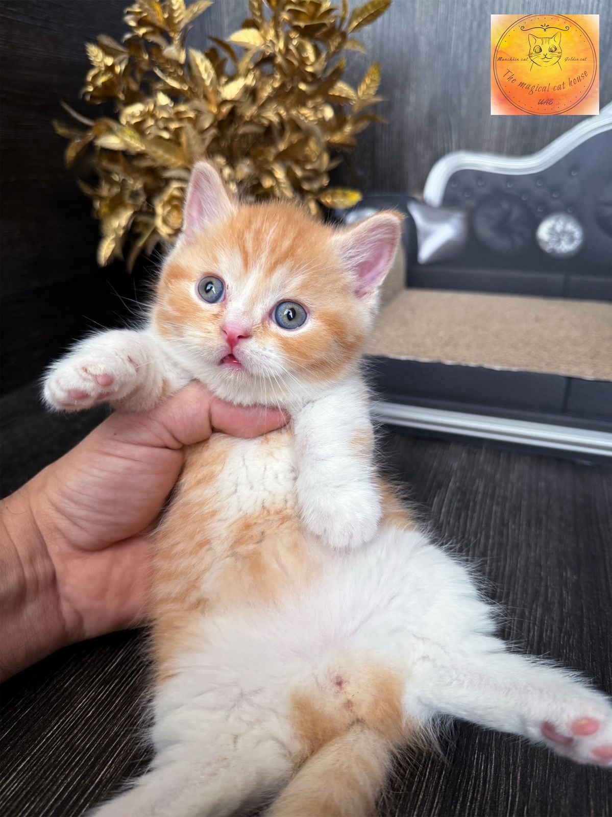 Munchkin chubby boy red bicolour (rug hugger) short hair WCF - Image 3