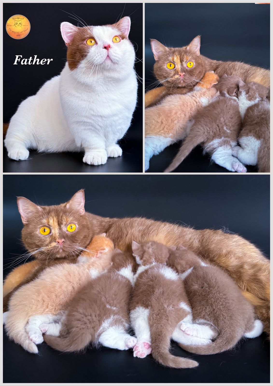 Munchkin chubby boy red bicolour (rug hugger) short hair WCF - Image 4