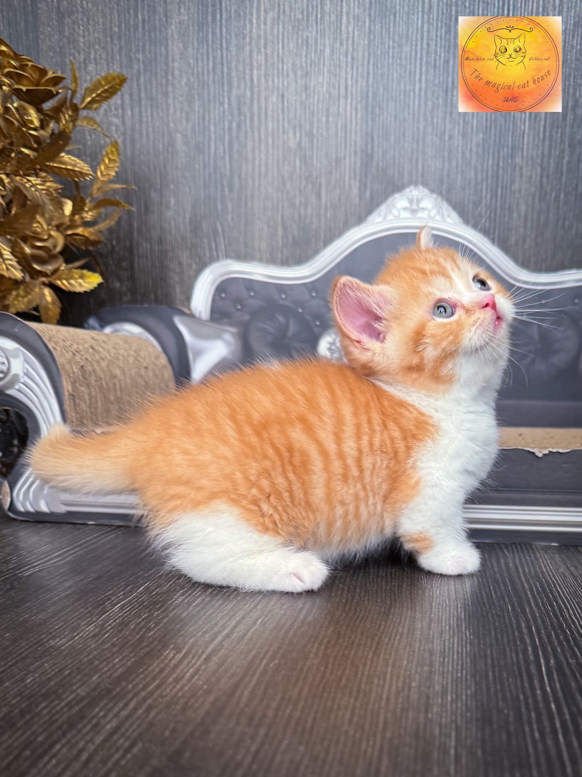 Munchkin chubby boy red bicolour (rug hugger) short hair WCF - Image 5