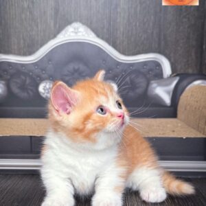 Munchkin chubby boy red bicolour (rug hugger) short hair WCF