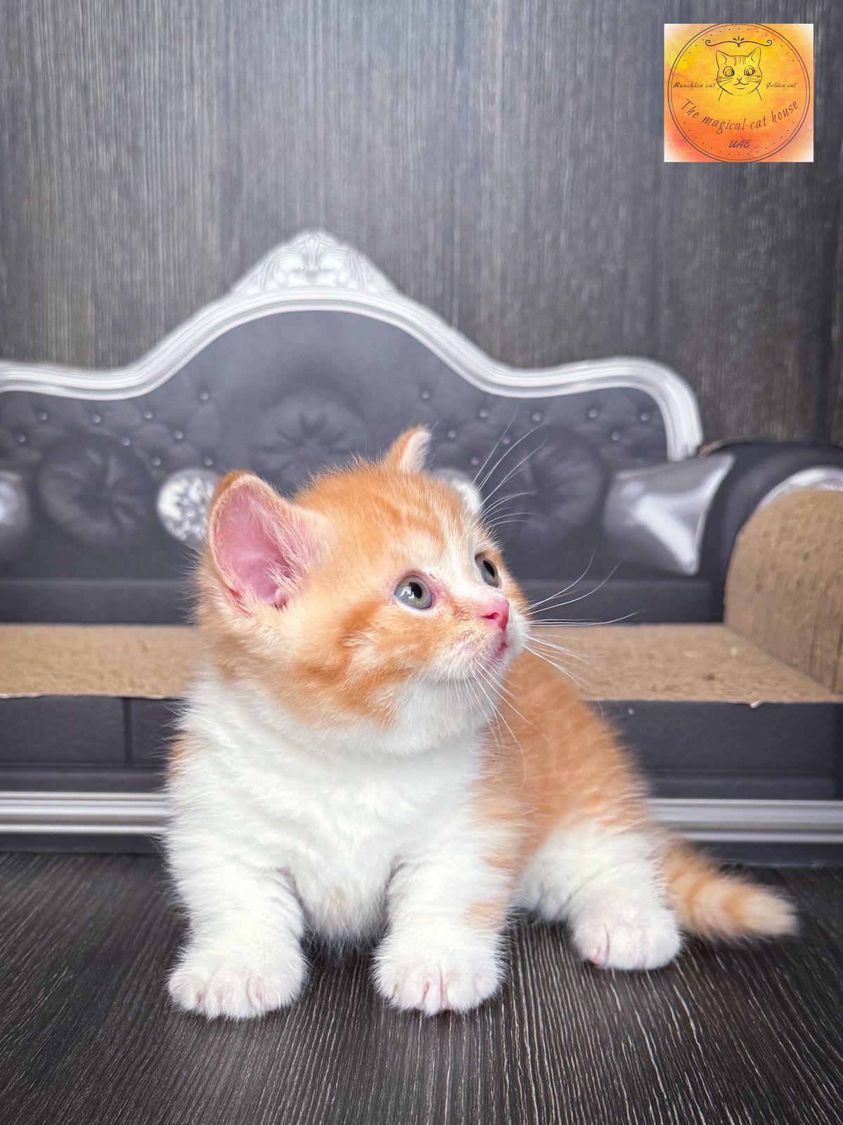 Munchkin chubby boy red bicolour (rug hugger) short hair WCF