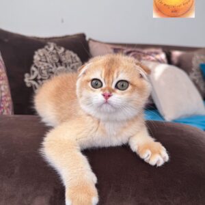 Scottish Double Fold Shorthair Ny12