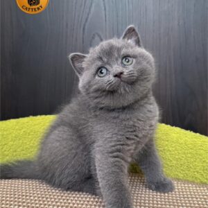 British Shorthair – Blue Male (BRI a)