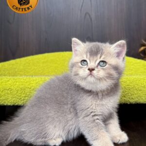 British Shorthair – Male AY25
