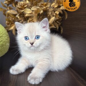 British Shorthair – Male NY2133