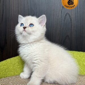 British Shorthair – Female BRI a 33 (Blue Point)