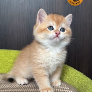 Male  – British Shorthair (NY12 – Golden)