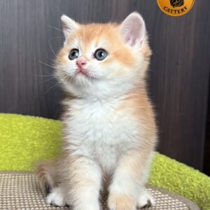 Male  – British Shorthair (NY12 – Golden)