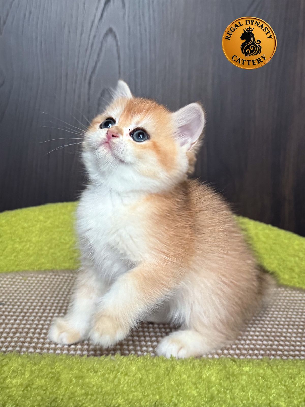 Female – British Shorthair (NY12 – Golden) - Image 3