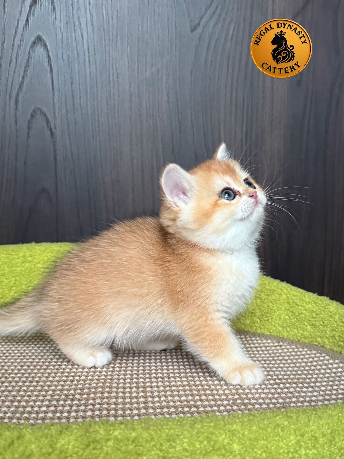 Female – British Shorthair (NY12 – Golden) - Image 2