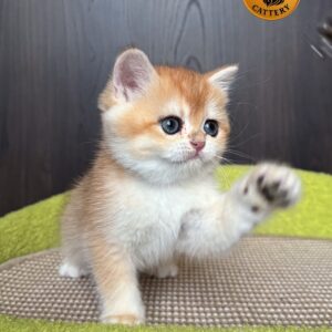 Female  – British Shorthair (NY12 – Golden)