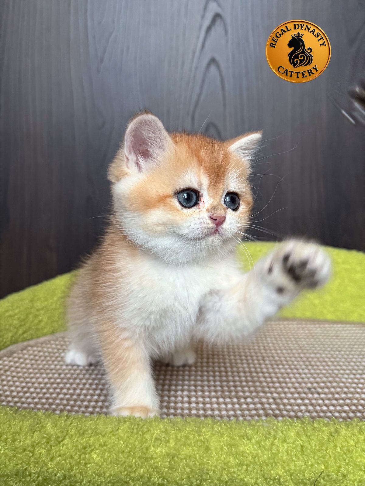 Female – British Shorthair (NY12 – Golden)