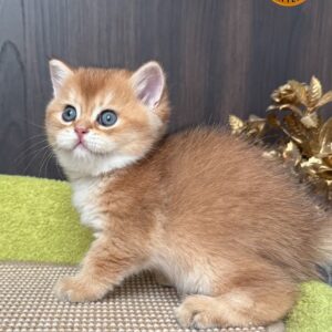 Male – British Shorthair (NY11 – Golden Shaded)