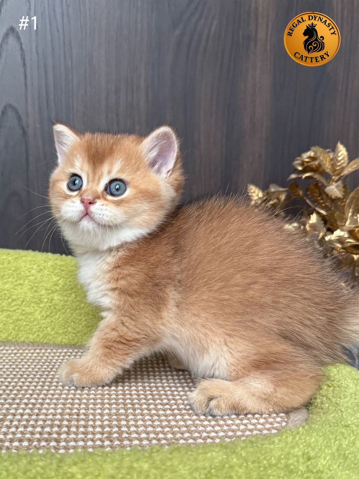 Male – British Shorthair (NY11 – Golden Shaded)