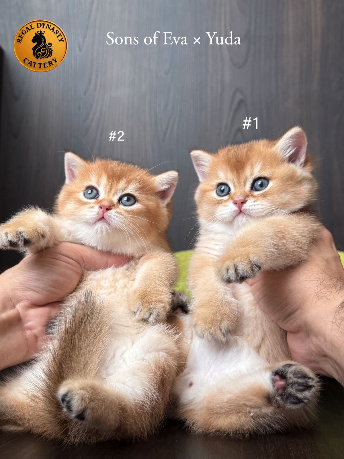 Male – British Shorthair (NY11 – Golden Shaded) - Image 2