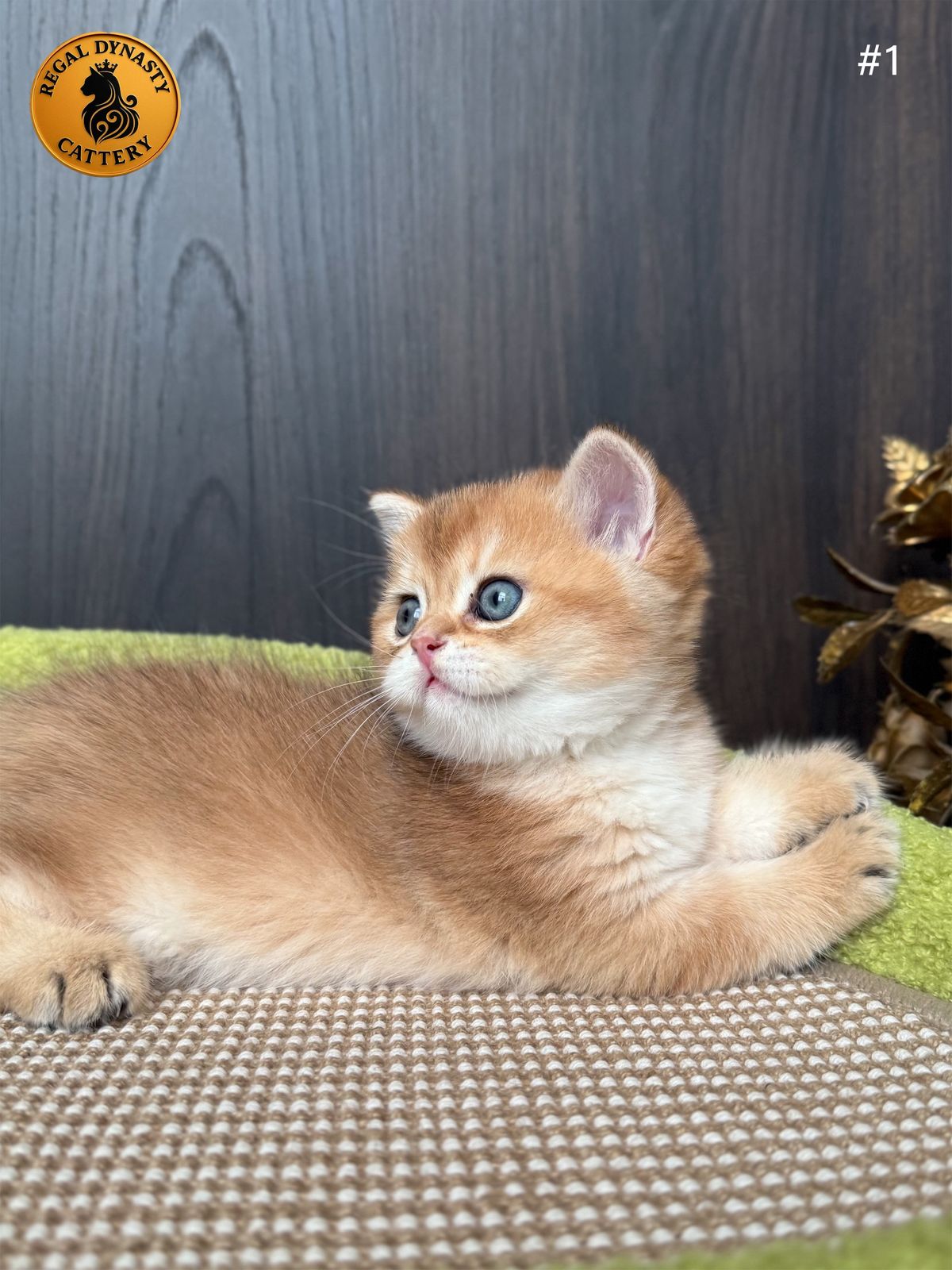 Male – British Shorthair (NY11 – Golden Shaded) - Image 3