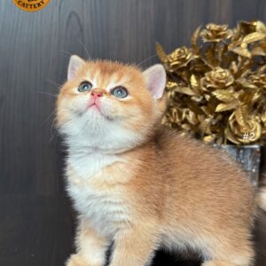Male – British Shorthair (NY11 – Golden Shaded)