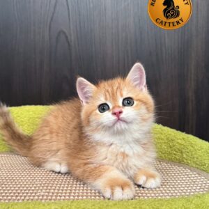 Golden NY Munchkin – Long Legs – High Quality