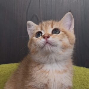 Male Munchkin – Rug Hugger (Ultra Short Legs)