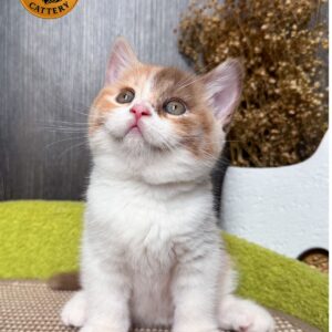 Premium Long-Legged Munchkin Female (Munchkin Gene Carrier)