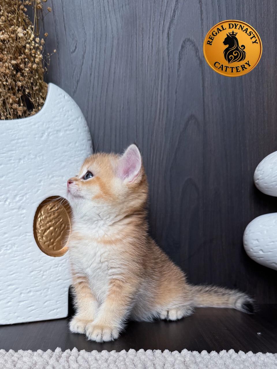 High-Quality Golden Male Munchkin – Long Legs - Image 3