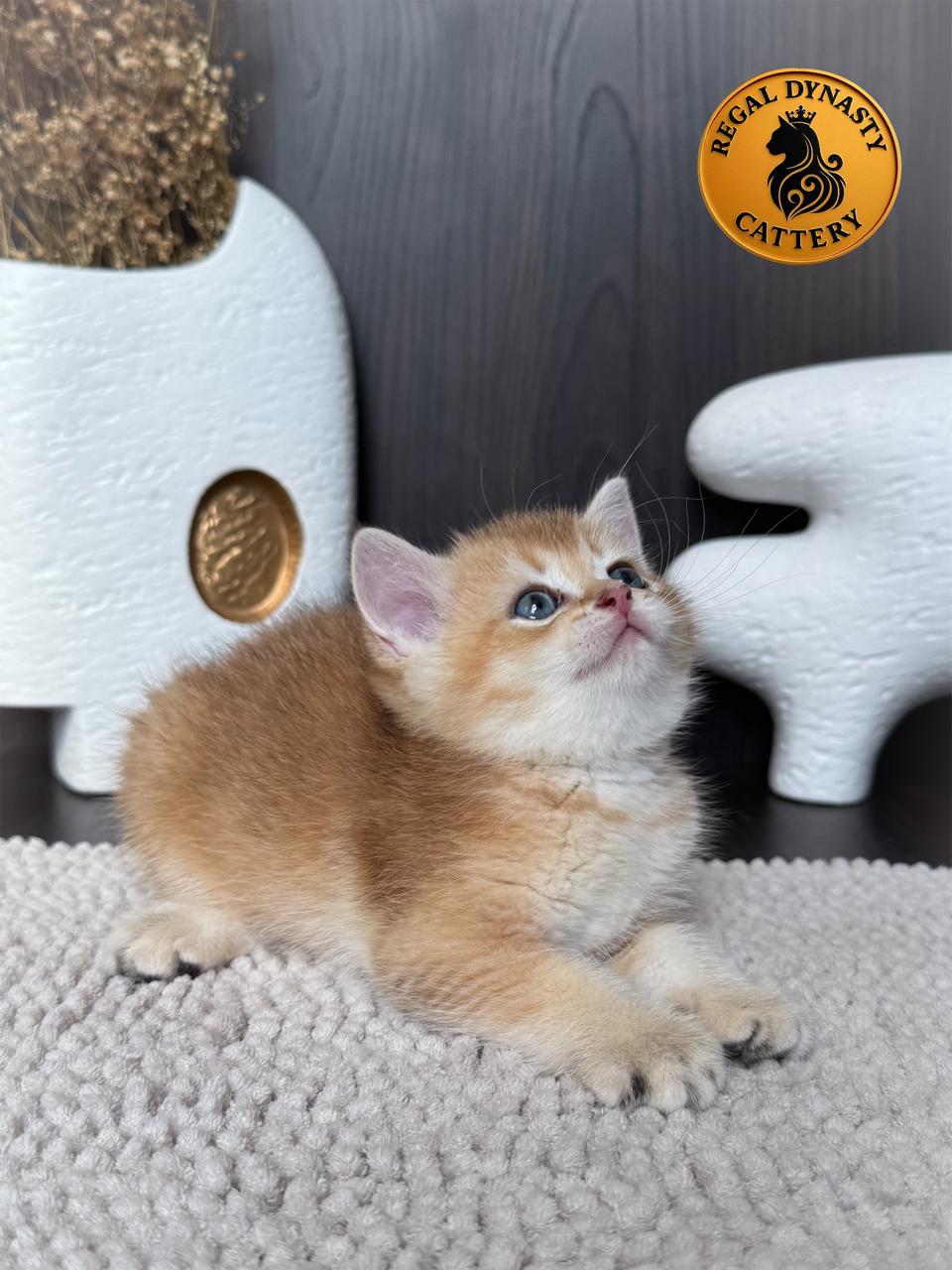 High-Quality Golden Male Munchkin – Long Legs - Image 2