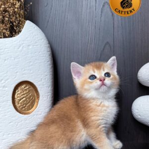 High-Quality Golden Male Munchkin – Long Legs
