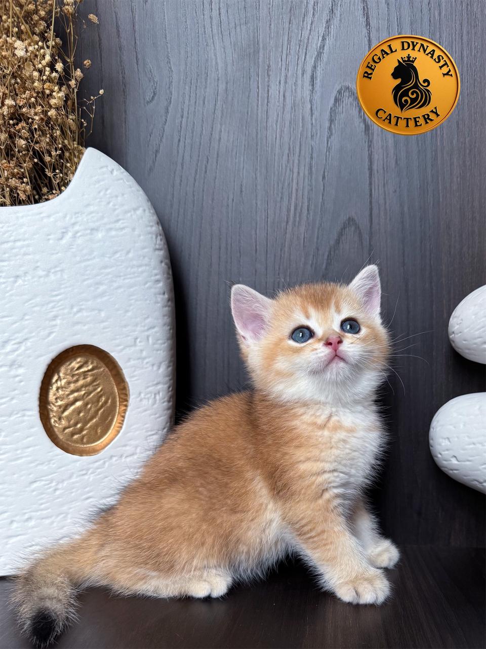 High-Quality Golden Male Munchkin – Long Legs