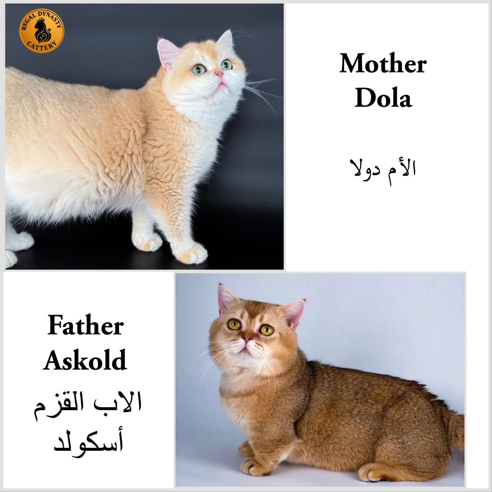 High-Quality Golden Male Munchkin – Long Legs - Image 4