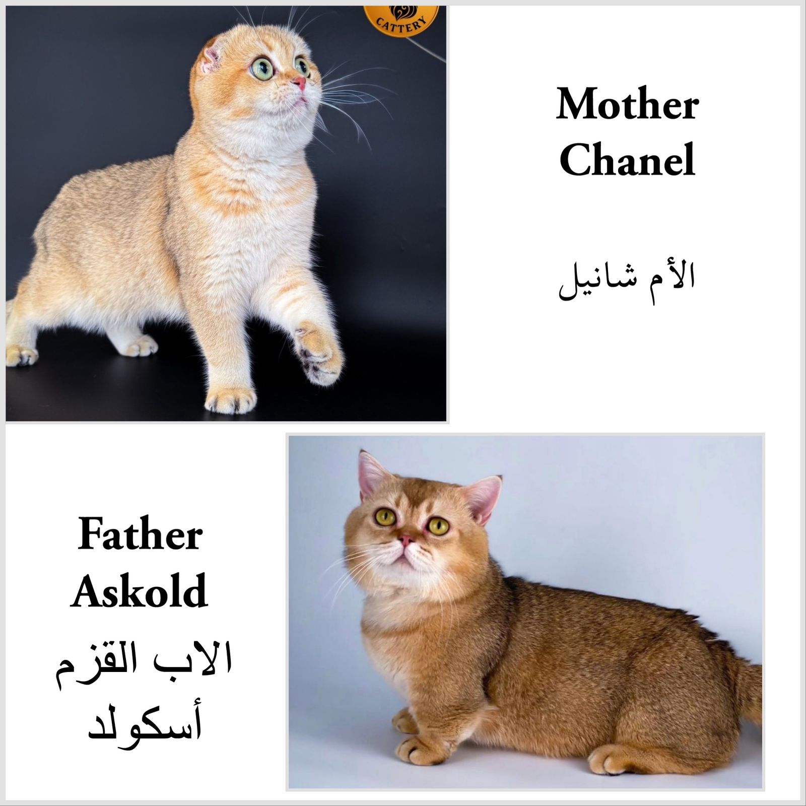 Female Munchkin Fold – Long Legs - Image 6