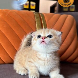 Munchkin Fold Male ny24 High Quality Level