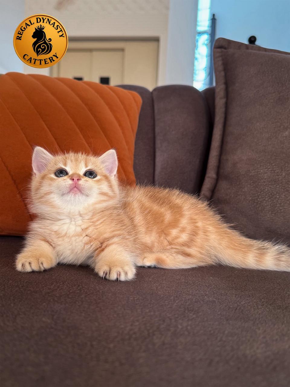 Munchkin Female – Rug Hugger - Image 3