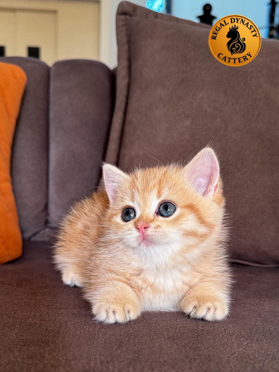 Munchkin Female – Rug Hugger - Image 4