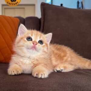 Munchkin Female – Rug Hugger