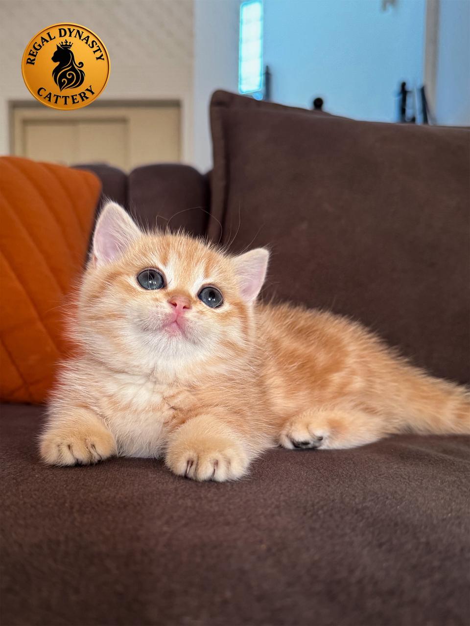 Munchkin Female – Rug Hugger