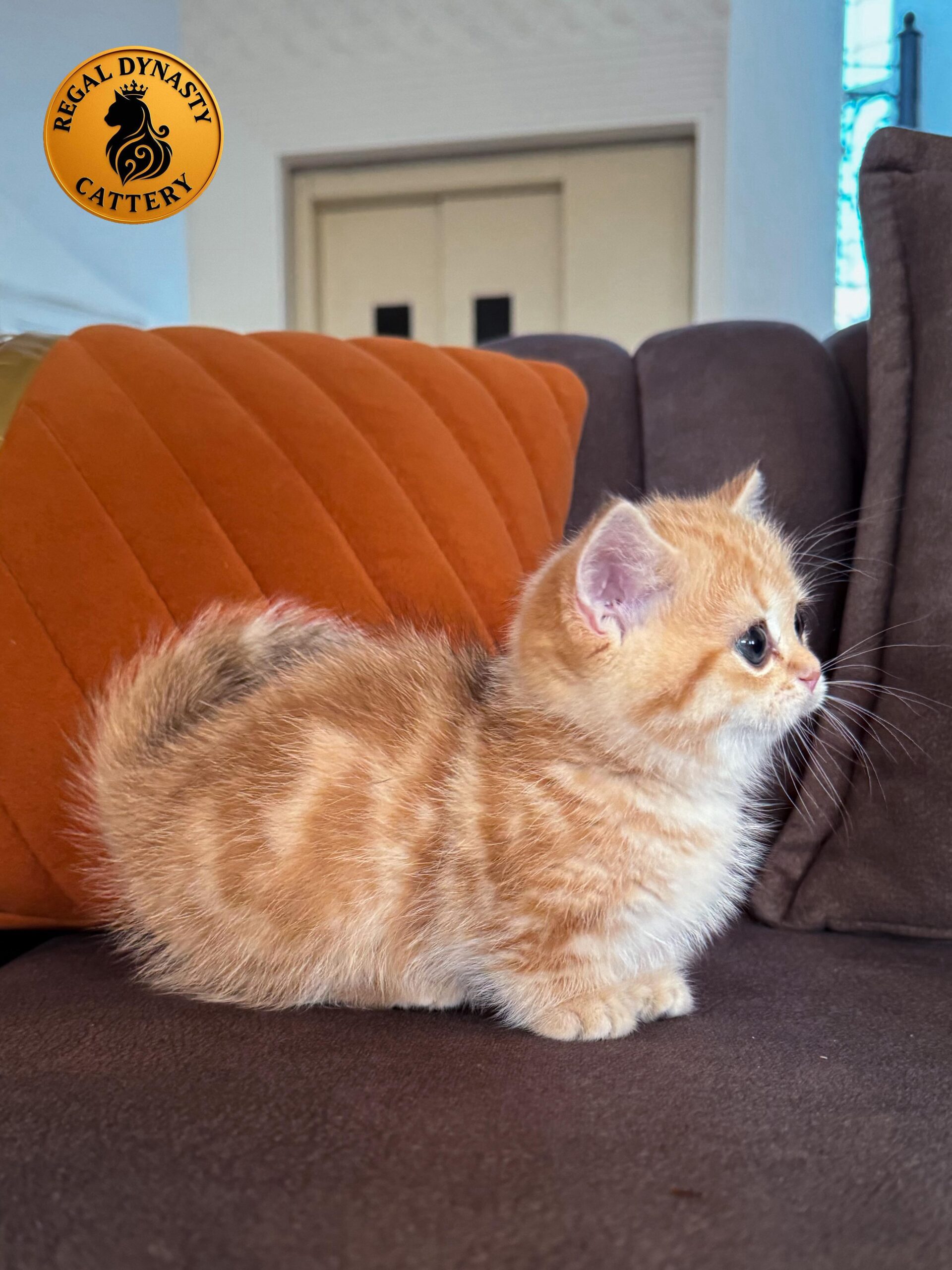 Munchkin Female – Rug Hugger - Image 5