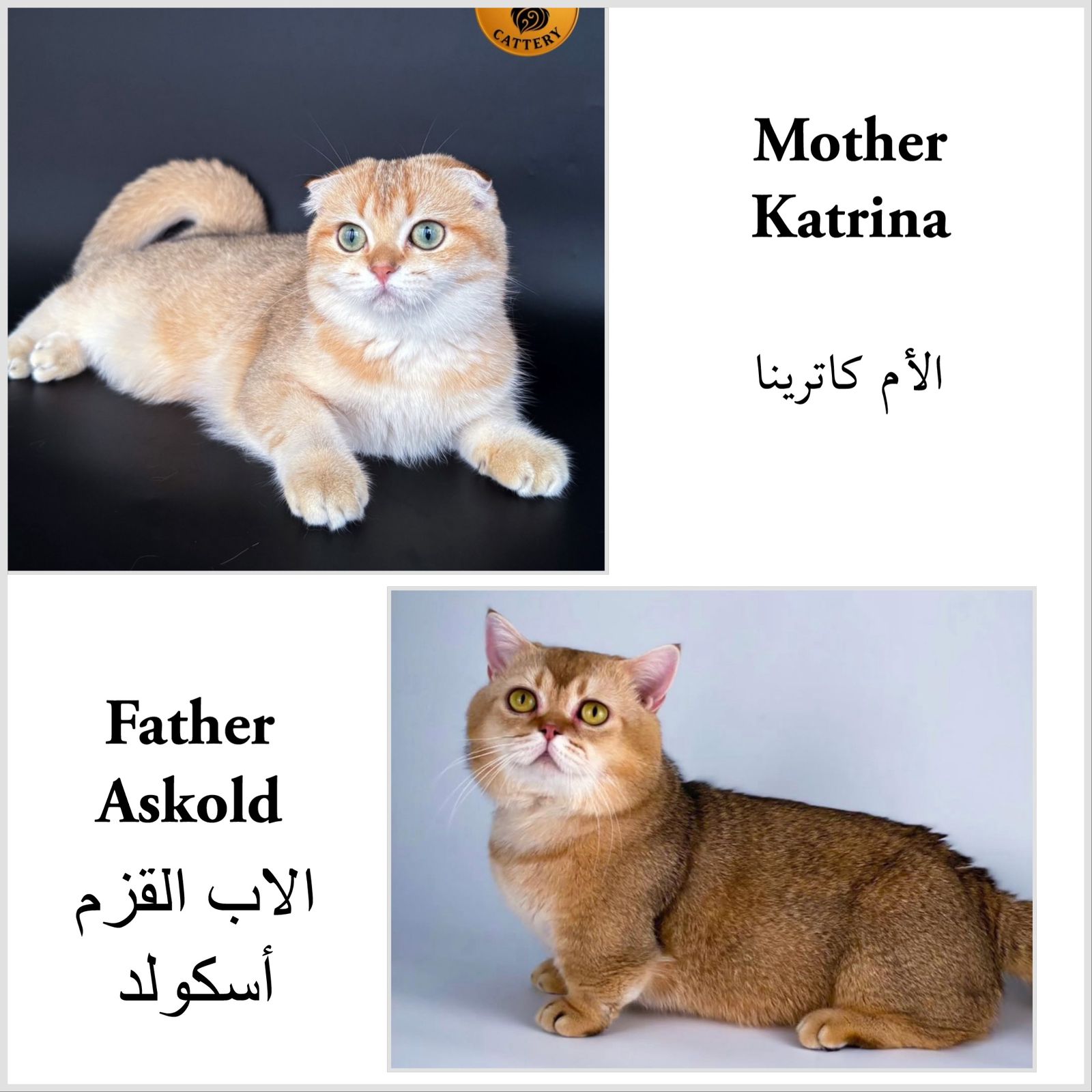 Munchkin Female – Rug Hugger - Image 6