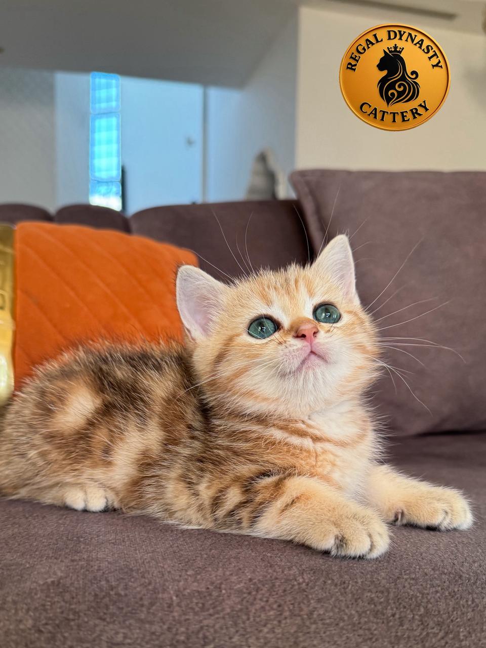 Male Munchkin – Long Legs NY22 - Image 2