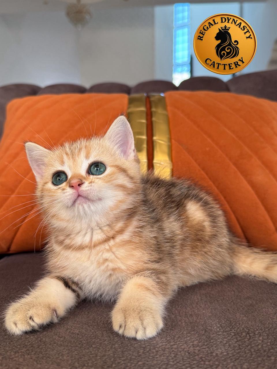 Male Munchkin – Long Legs NY22 - Image 3