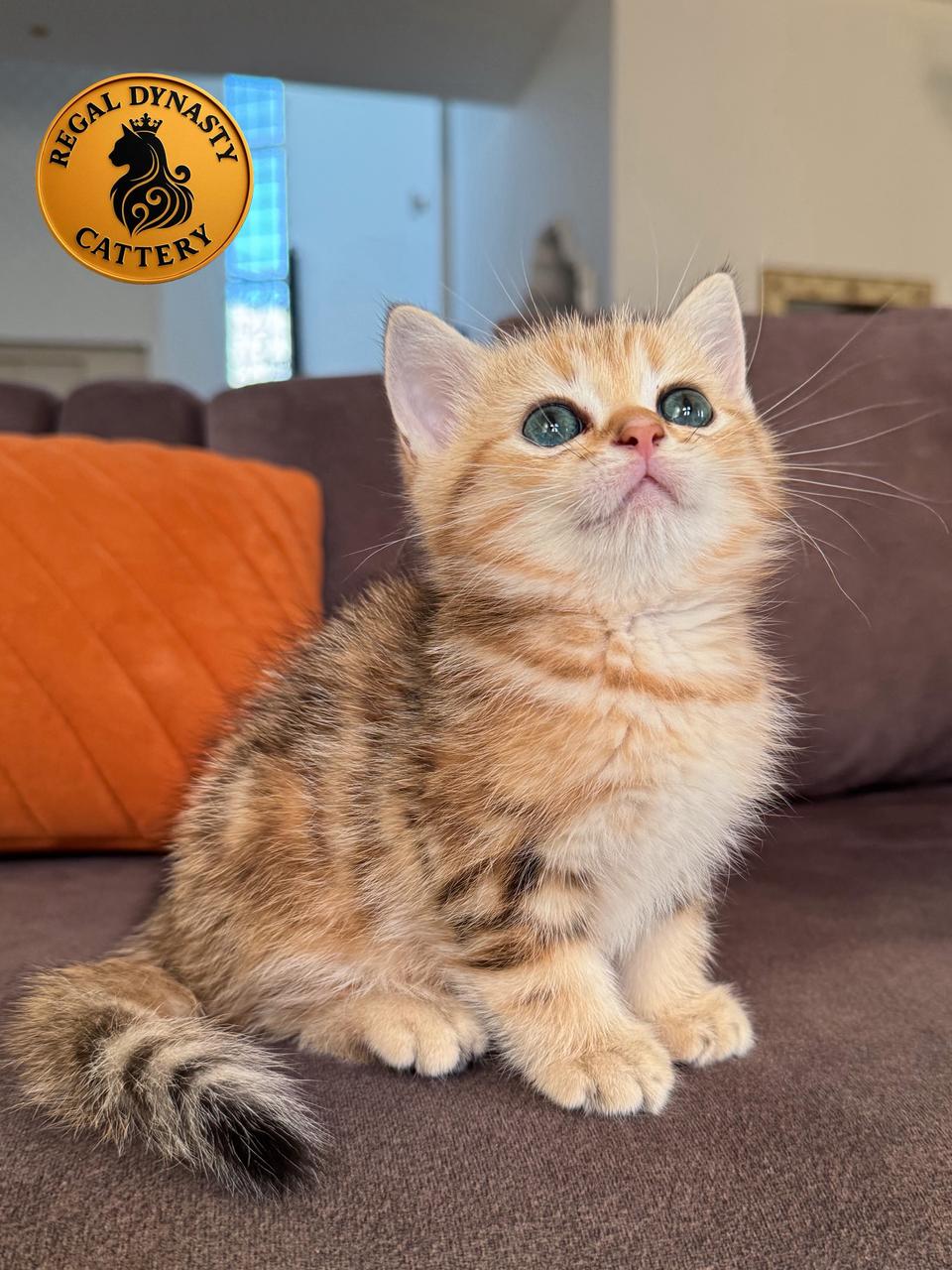 Male Munchkin – Long Legs NY22