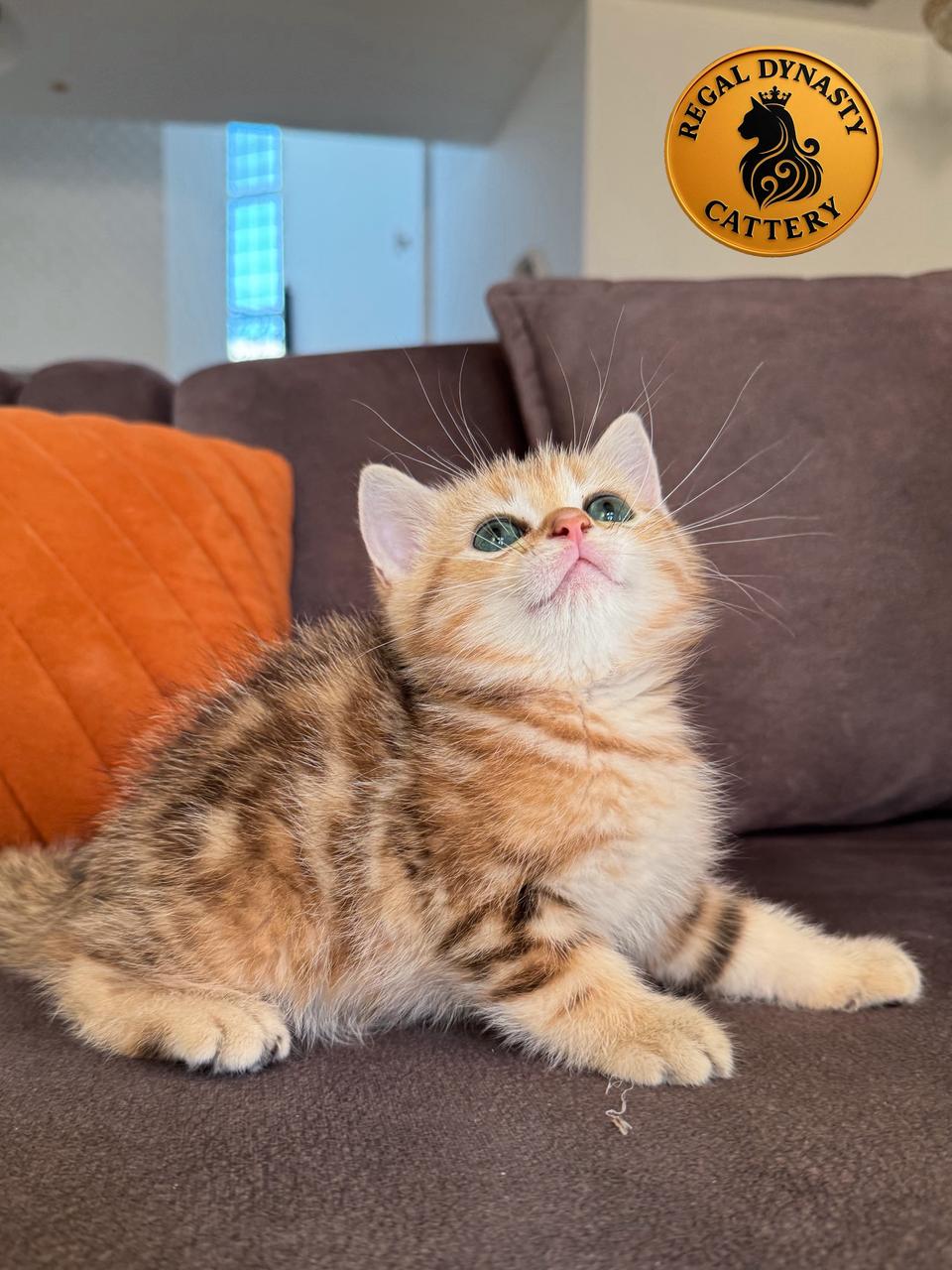 Male Munchkin – Long Legs NY22 - Image 4