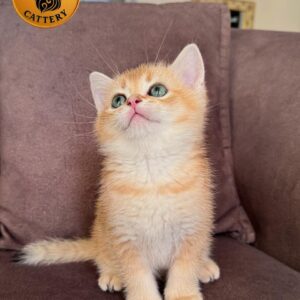 Male Munchkin – Long Legs  Ny 11