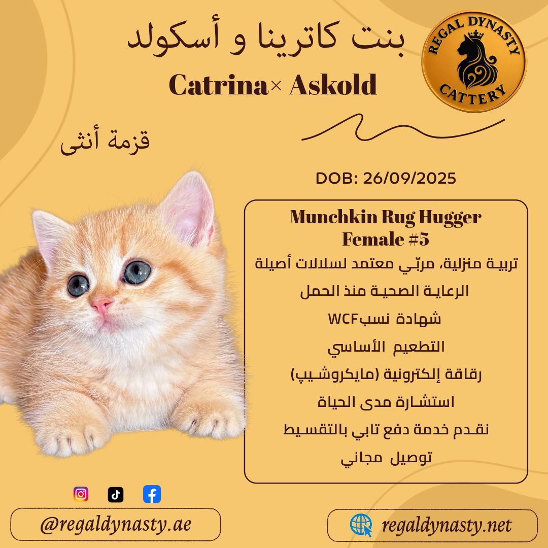 Munchkin Female – Rug Hugger - Image 2