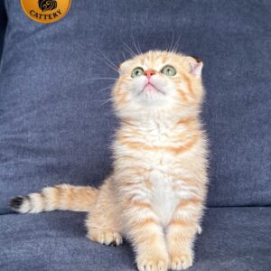 Female Munchkin Fold – Long Legs