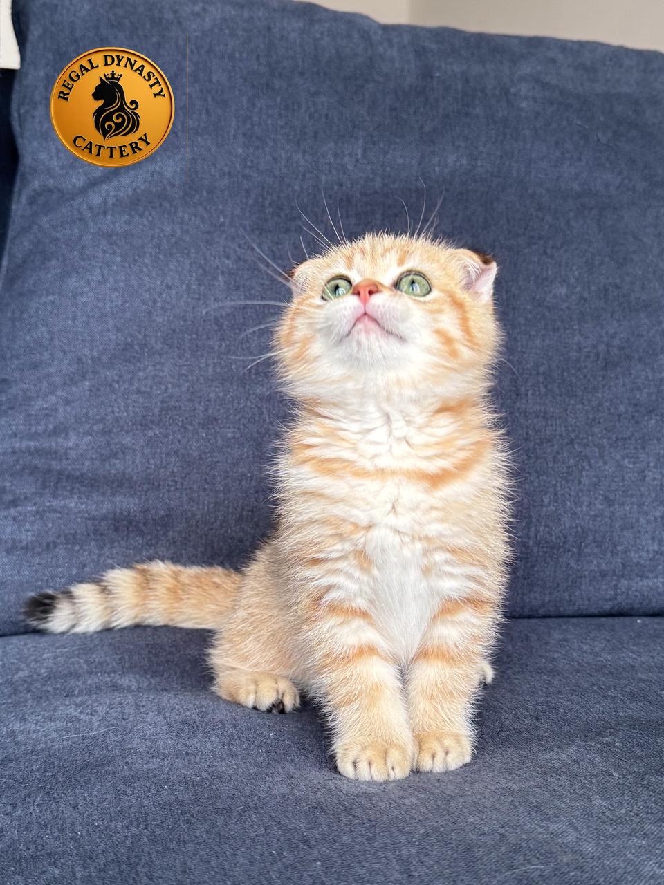 Female Munchkin Fold – Long Legs